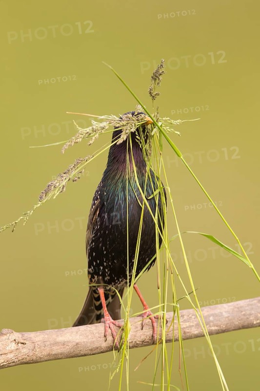 Common Starling (Sturnus vulgaris) with nesting material in beak, Serbia