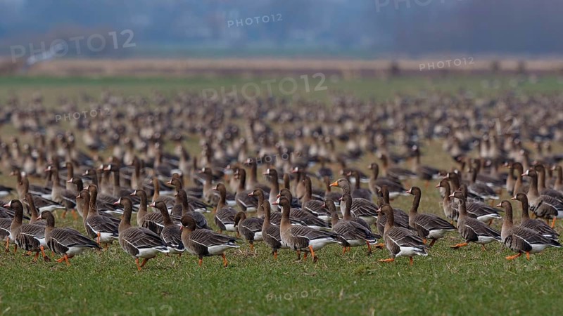Greater White-fronted Goose & Taiga Bean Goose & Greylag Goose (Anser albifrons & Anser fabalis & Anser anser) huge group resting, North Rhine-Westphalia, Germany