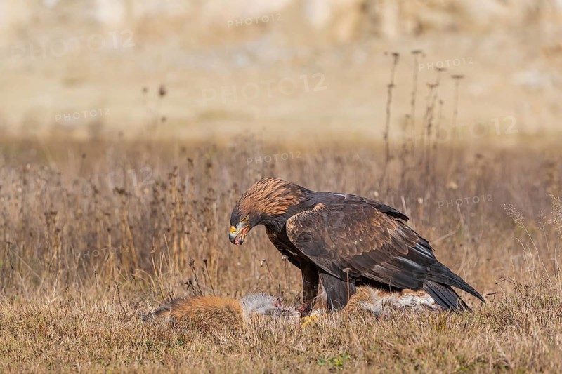 One golden eagle (Aquila chrysaetos) sitting in bright sunlight on a meadow, feeding on a dead fox