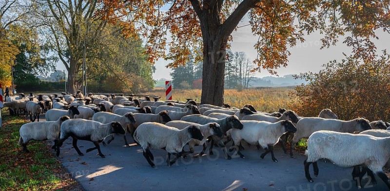 A herd of black-headed sheep are driven across a road to a new field. Mecklenburg-Western Pomerania, Germany