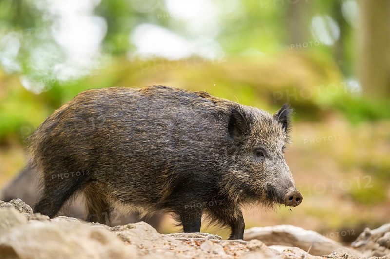 Wild boar (Sus scrofa) walking in a forest, Bavaria, Germany