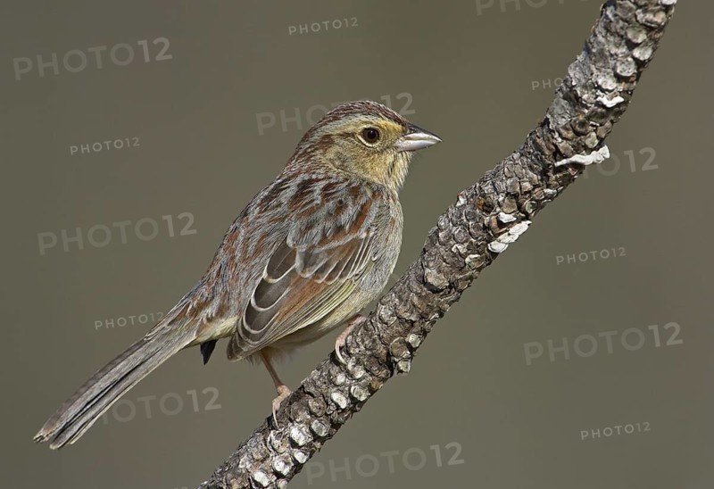 Bachman's Sparrow (Peucaea aestivalis), Florida, USA