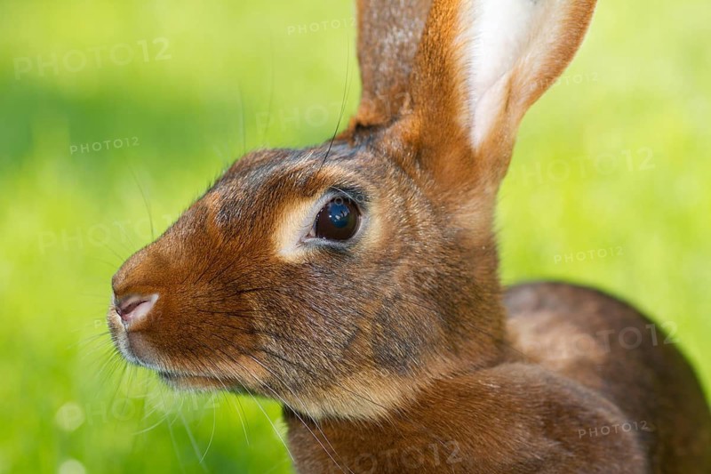 A hare rabbit, red-brown, red-brown, animals, rabbit, hare, hares, pet, meadow, portrait, (Oryctolagus cuniculus), Hesse, Federal Republic of Germany