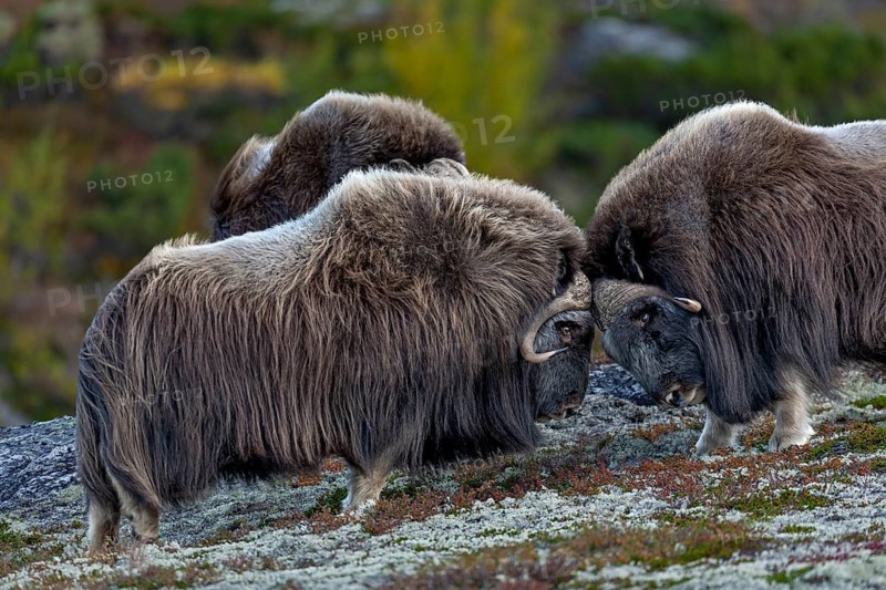Although there are four adult musk ox bulls (Ovibos moschatus) in total, there is only a playful test of strength between them, fighting, quarrel, autumn, Ruska, autumn colours, tundra landscape, Norway