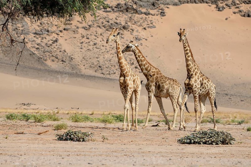 Angola giraffes (Giraffa camelopardalis angolensis) in the Huab dry river, Kaokoveld, Kunene region, Namibia