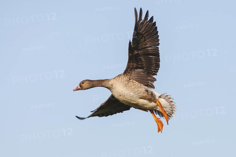 Greater White-fronted Goose (Anser albifrons) juvenile flying, North Rhine-Westphalia, Germany