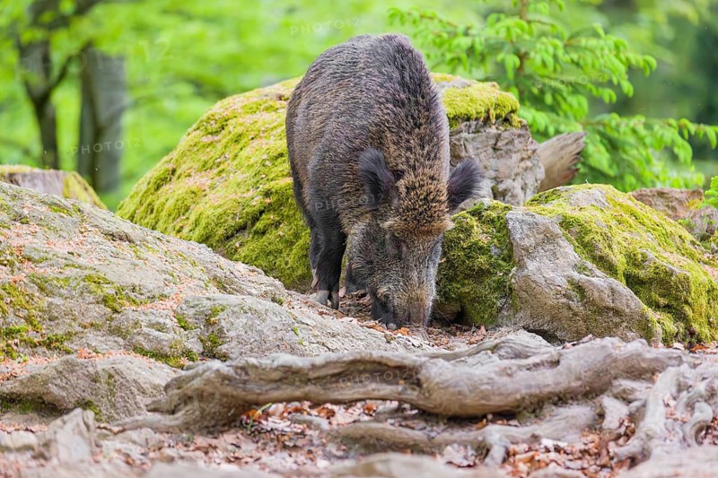 Wild boar (Sus scrofa) forages for food on the forest floor