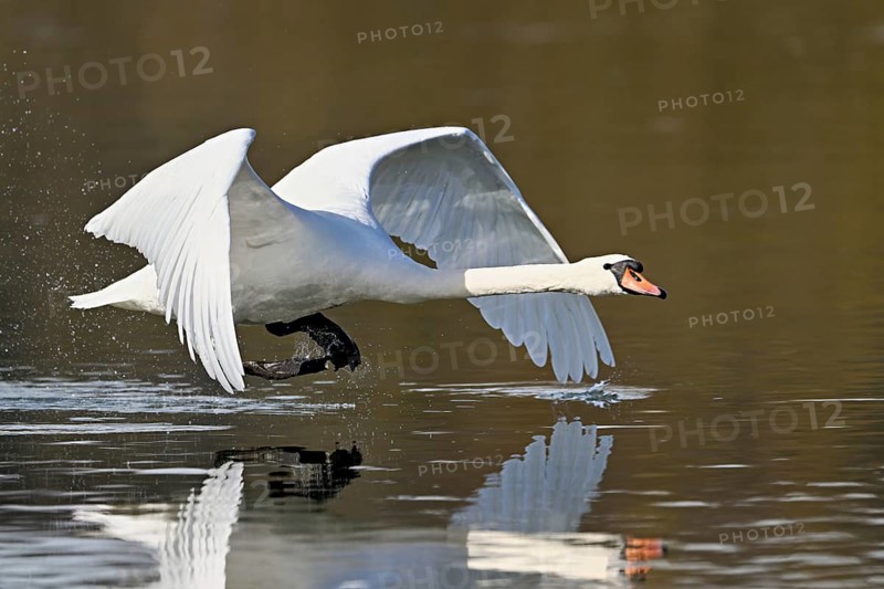 Mute swan (Cygnus olor), taking off from the water, Flachsee, Switzerland