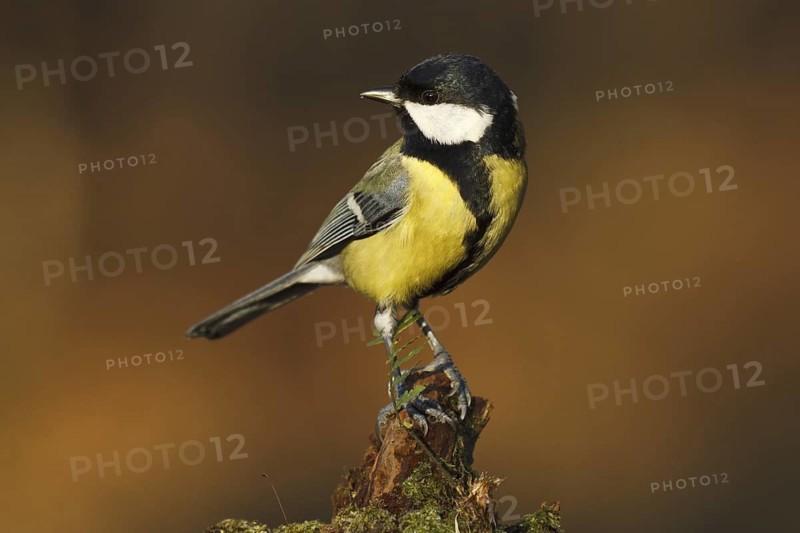 Great Tit (Parus major), Asturias, Spain