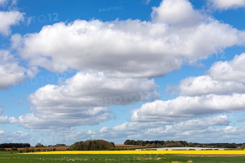 White fluffy cumulus clouds in blue sky with rural land horizon, Suffolk, England, UK