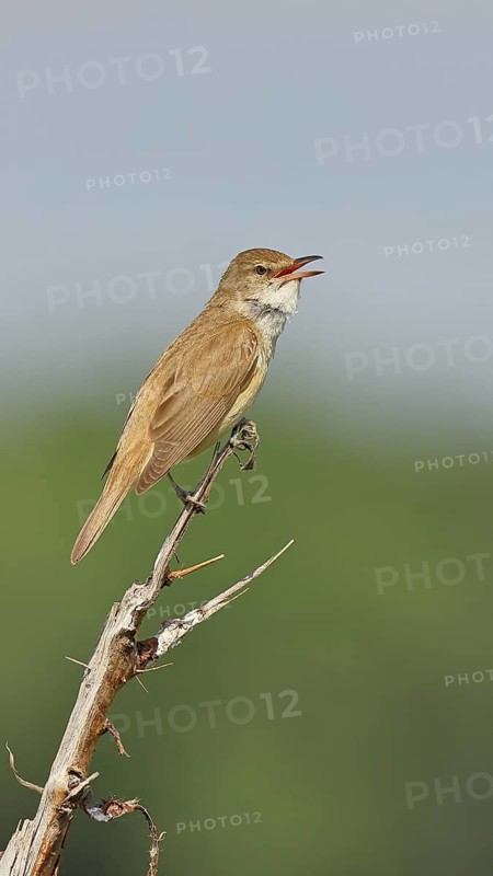 Great Reed Warbler (Acrocephalus arundinaceus) with open beak, singing, twittering, sitting on a twig, singing station, natural habitat, migratory bird, songbirds Lake Neusiedl, Burgenland, Austria