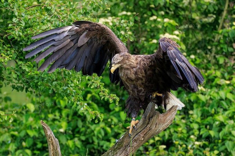 An eagle waving its wings above a branch in the forest, white-tailed eagle (Haliaeetus albicilla), France
