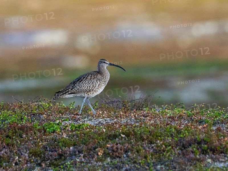 Whimbrel (Numenius phaeopus) adult bird in breeding territory, amongst tundra vegetation, May, Varanger National Park, Varanger Fjord, Norway