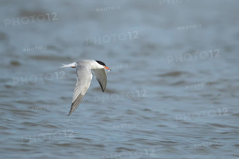 Common tern (Sterna hirundo) adult bird in flight carrying a fish in its beak in the summer, England, United Kingdom