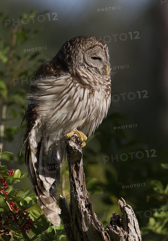 Barred Owl (Strix varia), Florida, USA