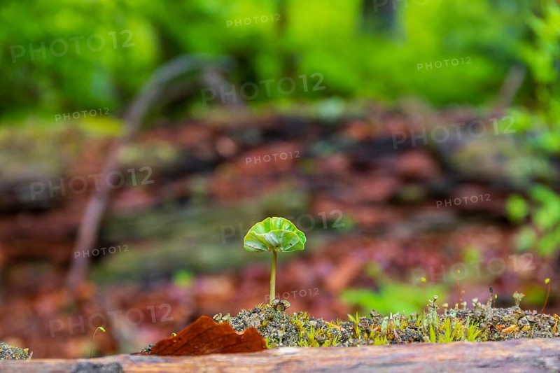 New life. Tree sapling grows on dead wood. Kleine Ohe creek below Waldhaeuser village in the Bavarian Forest Nationalpark. Flowing water, little cascades, mossy stones and fresh green vegetation