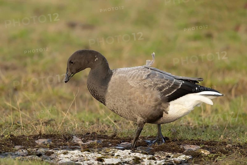 Brant Goose (Branta bernicla) foraging, Smaland, Sweden