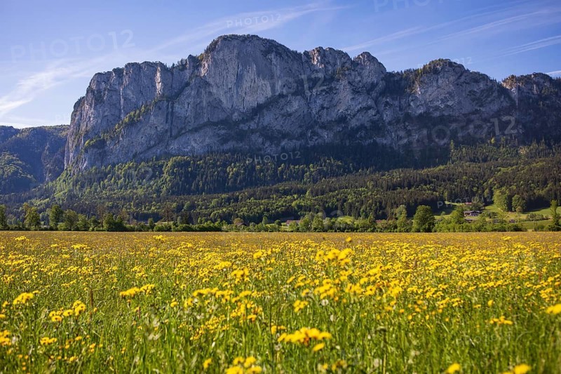 Spring flower meadow with Drachenwand, Mondseeland, Salzkammergut, Upper Austria, Austria