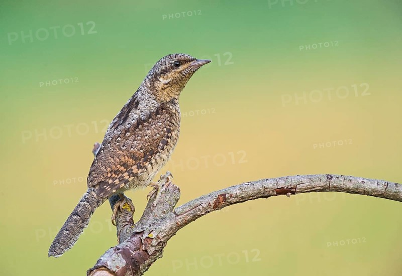 Eurasian Wryneck (Jynx torquilla) juvenile perched on a branch, Aosta Valley, Italy