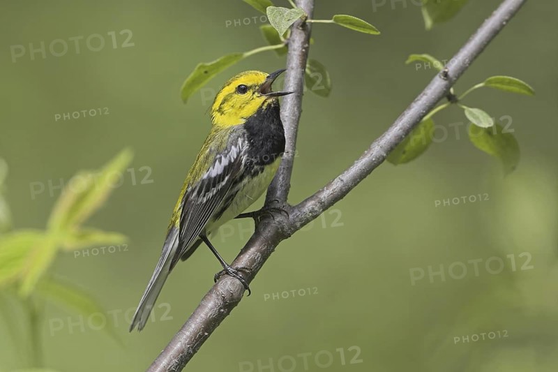 Black-throated Green Warbler (Setophaga virens) male singing, Ontario, Canada