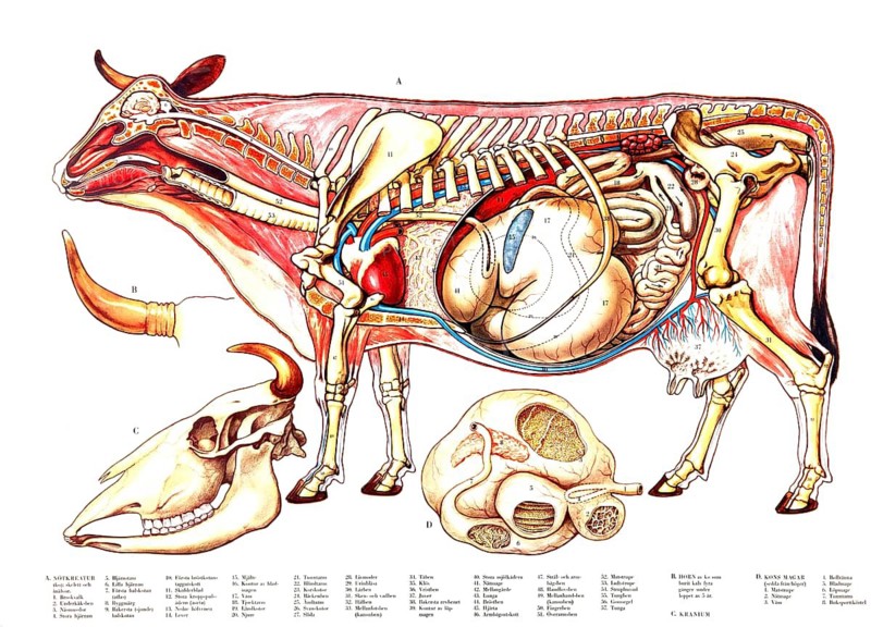 Animal anatomy, domestic cattle, anatomical overview of a bovine animal, specifically a schematic representation of the skeleton, internal organs and head, reproduction of a historical school picture, mural or teaching board, authentic, exact date unknown