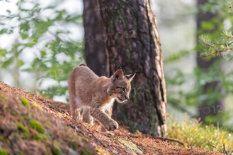 One young Eurasian lynx, (Lynx lynx), walking thru a forest. Green vegetation around him