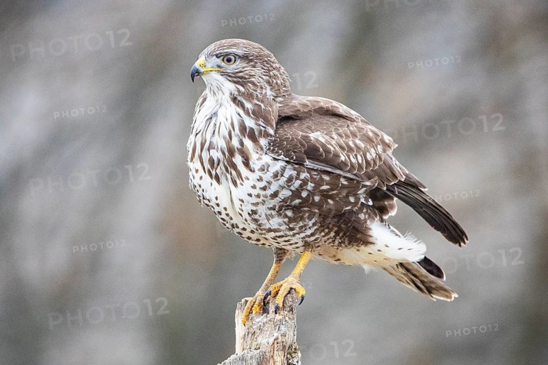 Common buzzard (Buteo buteo) Germany