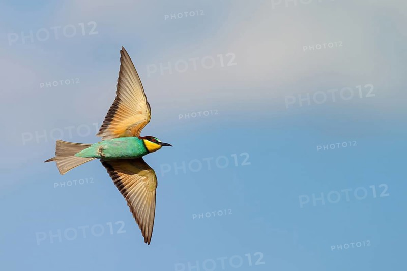Bee-eater, (Merops apiaster), flight photo, Tiszaalpár, Kiskunsági National Park, Bács-Kiskun, Hungary