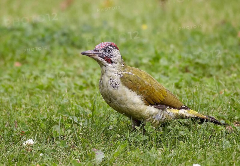 European Green Woodpecker (Picus viridis) male, Mecklenburg-Western Pomerania, Germany
