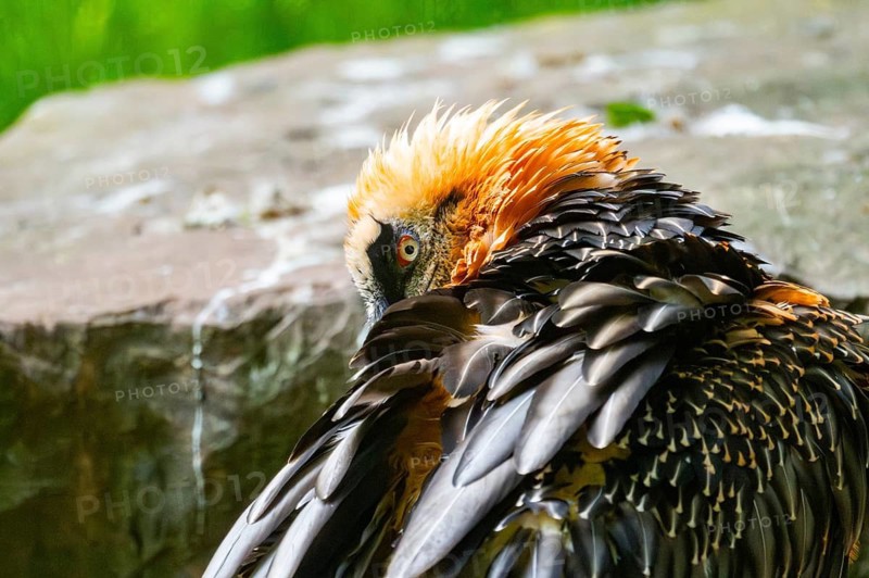 Bearded Vulture (Gypaetus barbatus) adult bird, portrait, Germany