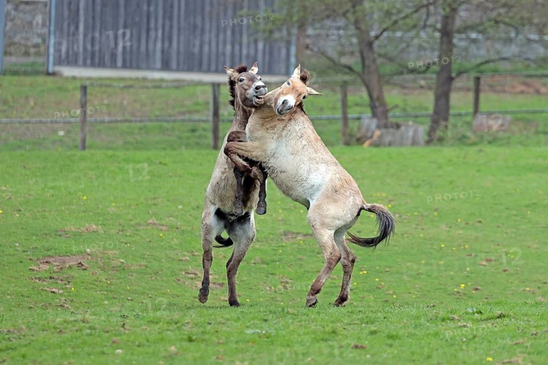 Przewalski's horse (Equus ferus przewalskii), playing in the meadow, rising, Tachi, Captive