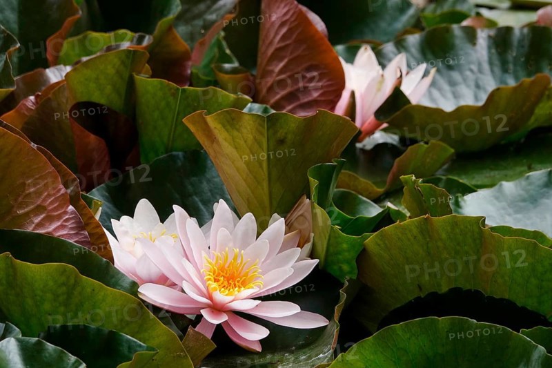 Picturesque water lilies on a lake, June, Germany