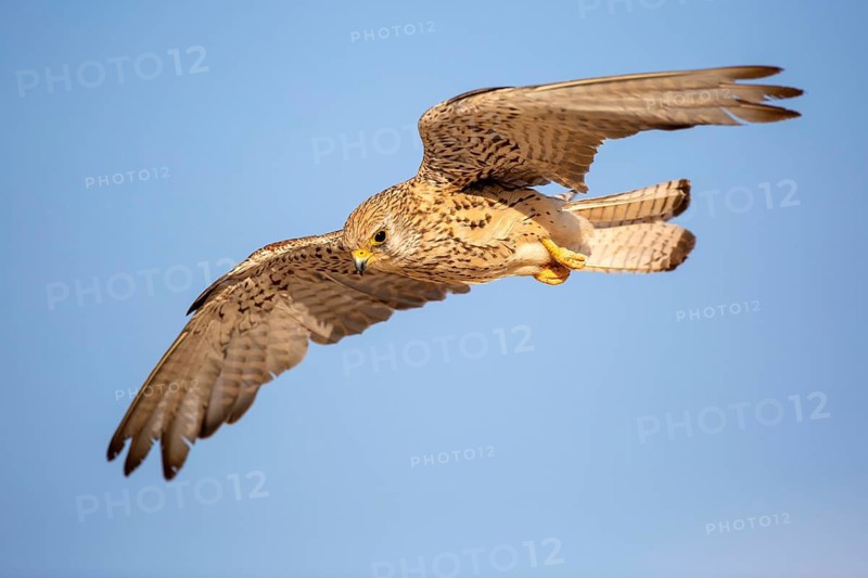 Lesser Kestrel (Falco naumanni) female flying, Castile-La Mancha, Spain