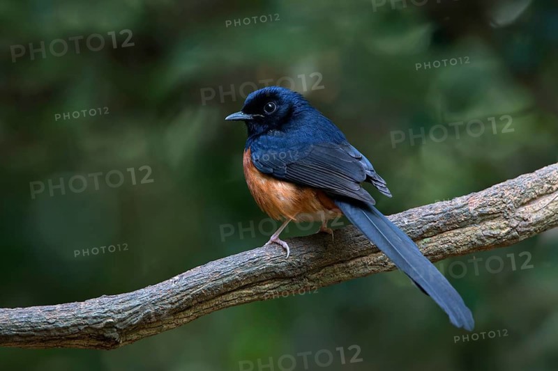 White-rumped Shama (Copsychus malabaricus) male, Kaeng Krachan, Thailand