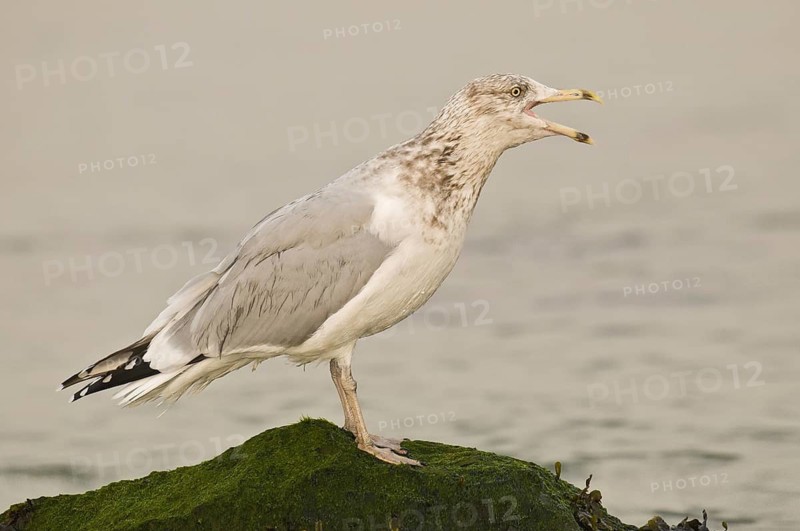 American Herring Gull (Larus smithsonianus), New Jersey, USA