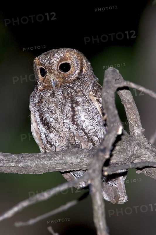 Flammulated Owl Psiloscops flammeolus Chiricahua Mountains, ARIZONA, USA 3 May Adult Strigidae
