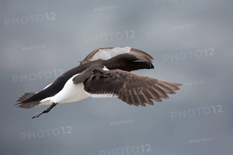 Tordalk (Alca torda) flying, Farne Islands, United Kingdom