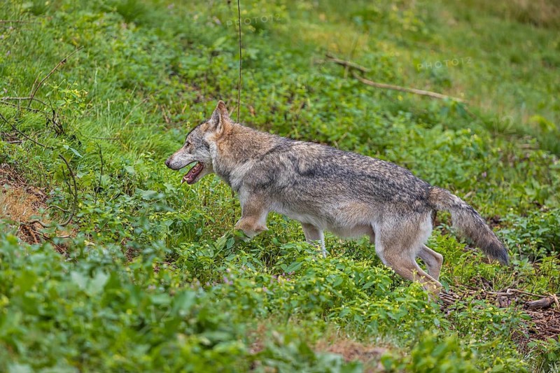 One adult eurasian gray wolf (Canis lupus lupus) walking through the green undergrowth at a forest edge