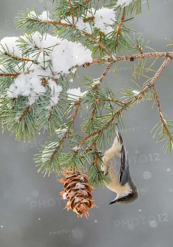 Pygmy Nuthatch (Sitta pygmaea) perched on a conifer branch, Colorado, USA
