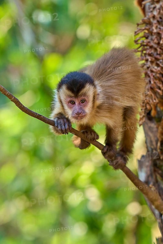 A curious capuchin monkey balances on a branch against a green background, Capuchin monkey (Sapajus apella), Pantanal, Mato Grosso, Brazil