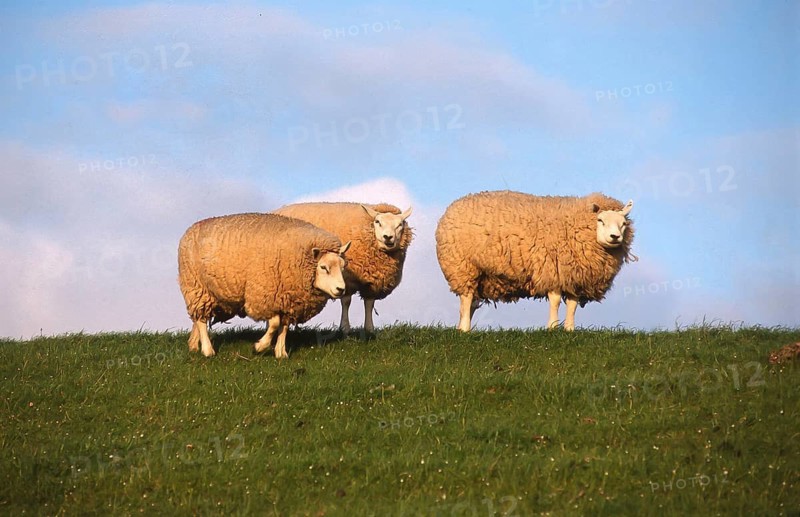 Sheep on the dyke, North Frisia, Schleswig-Holstein, Germany