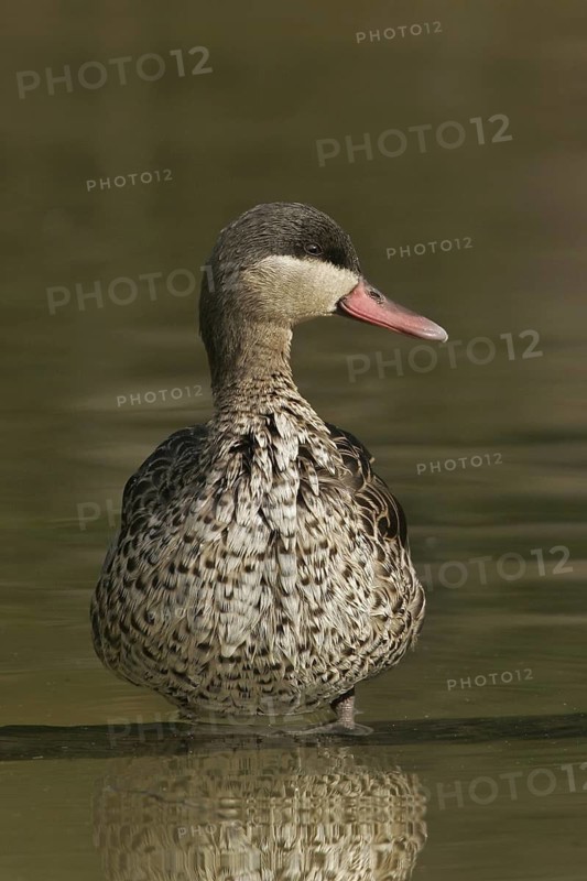 Red-billed Teal (Anas erythrorhyncha), California, USA