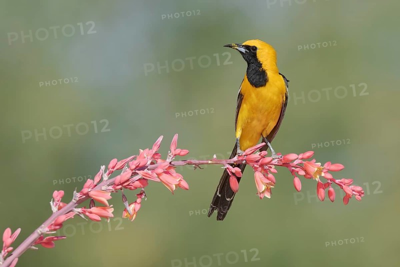 Hooded Oriole (Icterus cucullatus) male perched on a flowering branch, Arizona, USA