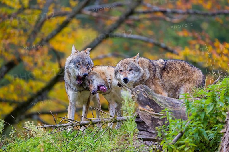 Three eurasian gray wolves (Canis lupus lupus) meet on a hill, show some social behaviour. A forest in fall colours in the background