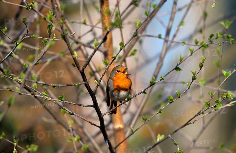Robin (Erithacus rubecula) singing in a tree, Allgäu, Bavaria, Germany, Allgäu, Bavaria, Germany
