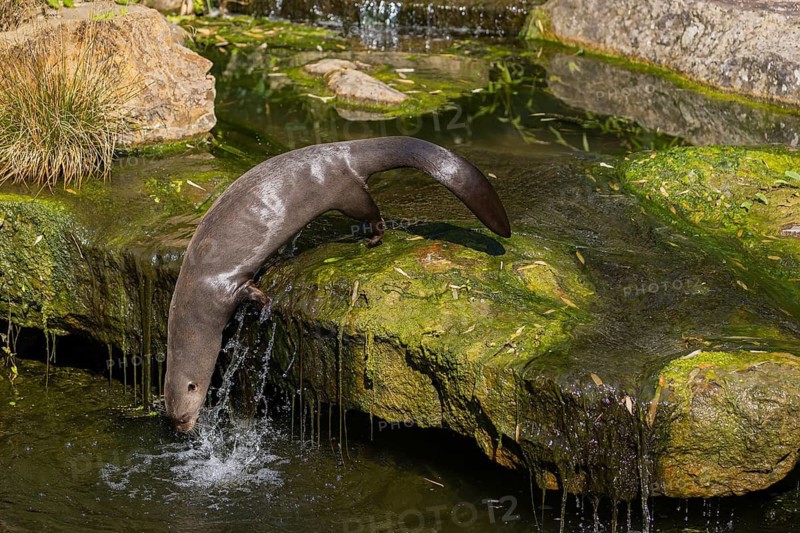 One giant otter or giant river otter (Pteronura brasiliensis) jumping down into the river from a mossy rock at a little cascade