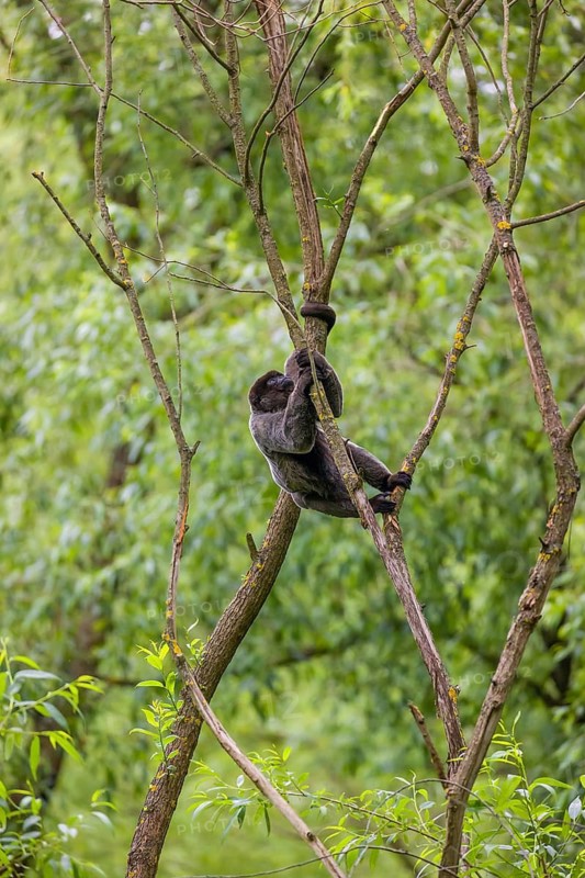 A common woolly monkey, brown woolly monkey, or Humboldt's woolly monkey (Lagothrix lagothricha) climbs in a tree