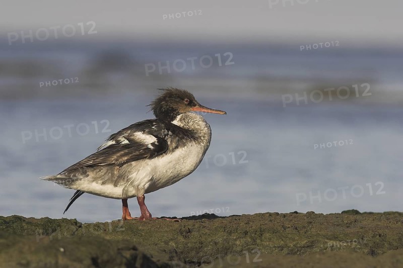 Red-breasted Merganser (Mergus serrator) female, Ontario, Canada