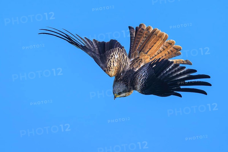 Red Kite, Milvus milvus, bird in flight