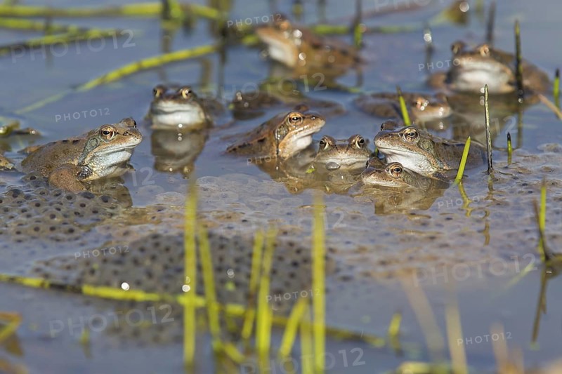 Grass frog, (Rana temporaria), grass frogs, group, pond, spawning, several, Bad Dürkheim district, Rhineland-Palatinate, Federal Republic of Germany